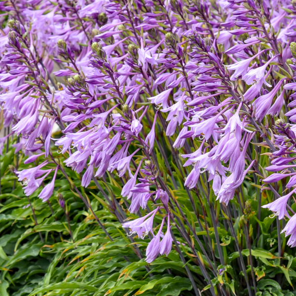 Hosta 'Silly String'