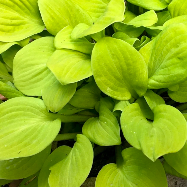 Hosta 'Sun Mouse'