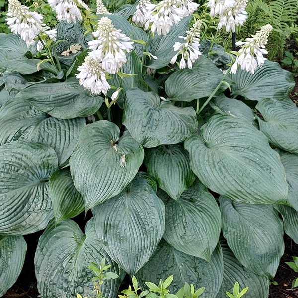 Hosta 'Blue Angel'