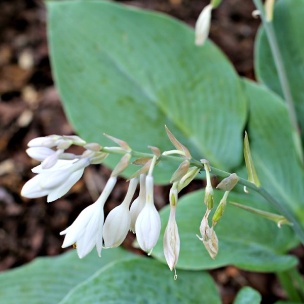 Hosta 'Blue Angel'
