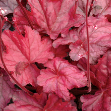 Load image into Gallery viewer, Heuchera &#39;Fire Chief&#39;

