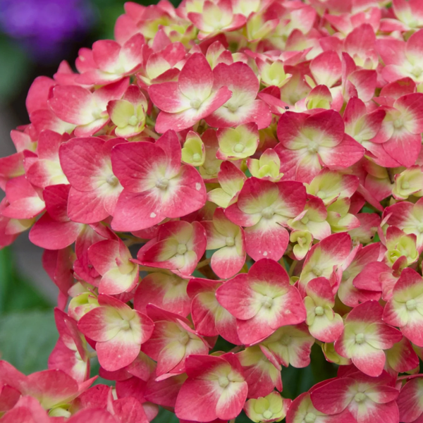 Hydrangea macrophylla Endless Summer 'Summer Crush'