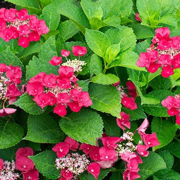 Hydrangea macrophylla 'Cherry Explosion'