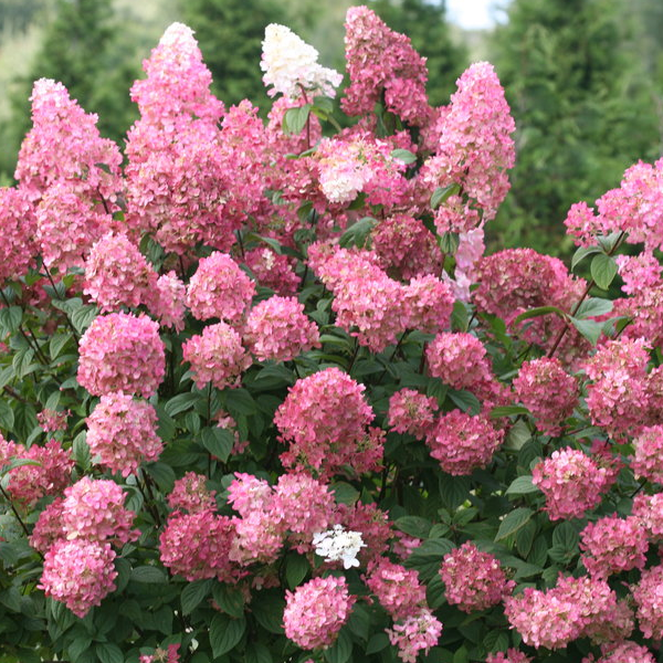 Hydrangea paniculata 'Firelight'