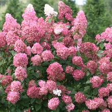 Load image into Gallery viewer, Hydrangea paniculata &#39;Firelight&#39;
