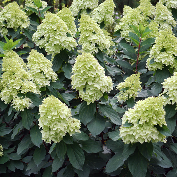 Hydrangea paniculata 'Limelight'