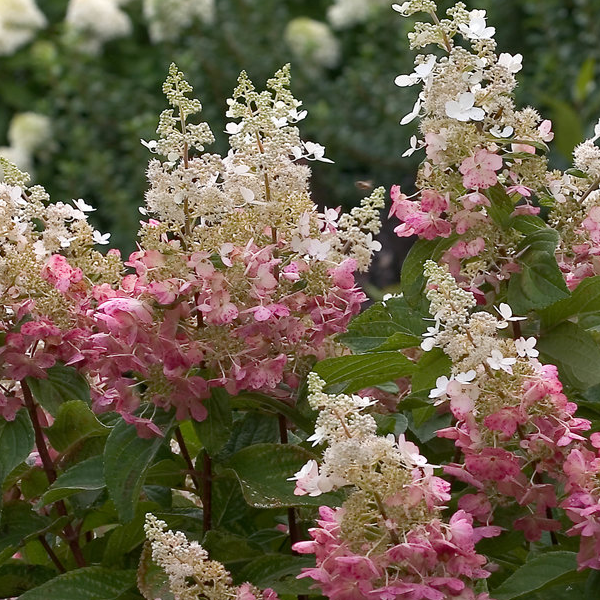 Hydrangea paniculata 'Pinky Winky'