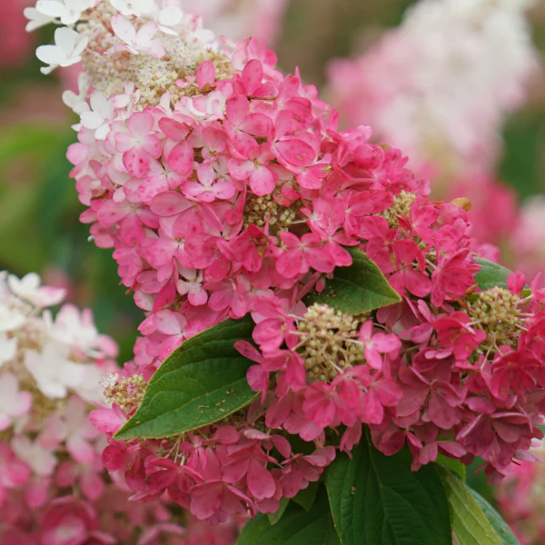Hydrangea paniculata 'Pinky Winky Prime'