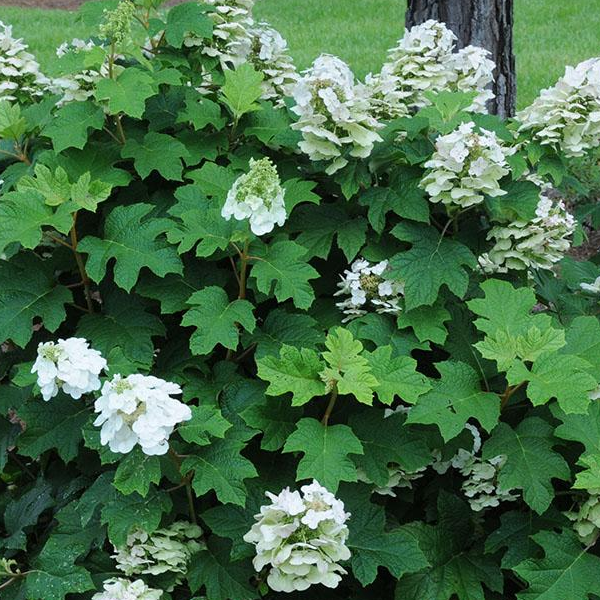 Hydrangea quercifolia 'Pee Wee'