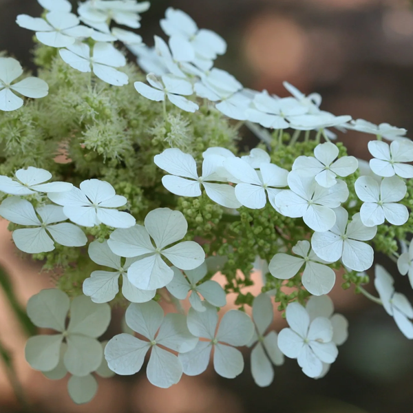 Hydrangea quercifolia 'Pee Wee'