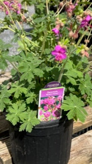 Geranium - Bevans Variety