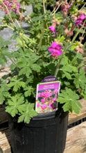 Load image into Gallery viewer, Geranium - Bevans Variety - 1 Gallon - Perennial
