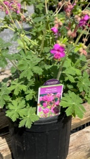 Geranium - Bevans Variety - 1 Gallon - Perennial