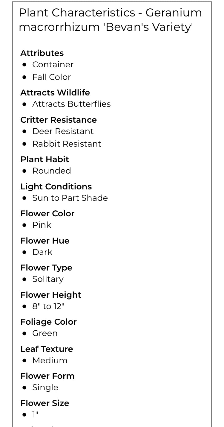 Geranium - Bevans Variety