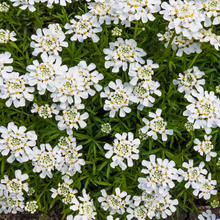 Load image into Gallery viewer, Iberis &#39;Purity&#39;
