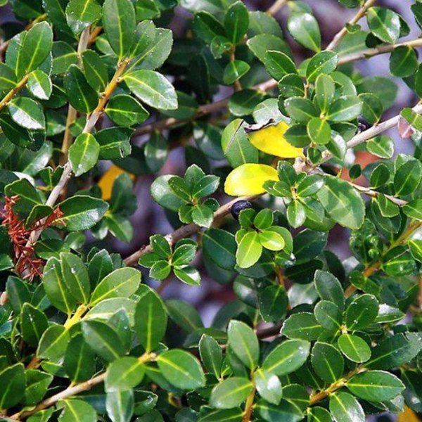 Ilex crenata 'Green Luster'