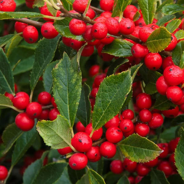 Ilex verticillata 'Red Sprite'