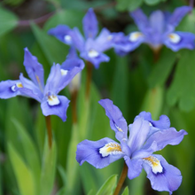 Load image into Gallery viewer, Iris cristata
