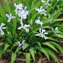 Load image into Gallery viewer, Iris cristata &#39;Powder Blue Giant&#39;

