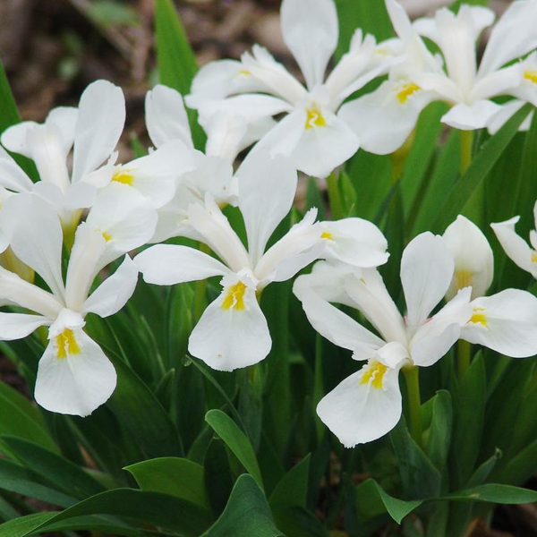 Iris cristata 'Tennessee White'