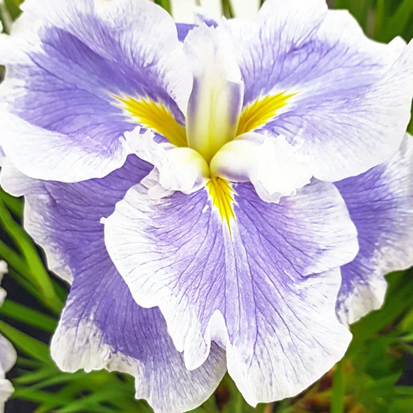 Iris ensata 'Dinner Plate Ice Cream'