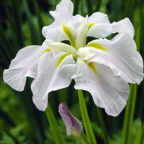 Iris ensata 'Gold Bound'