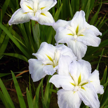 Load image into Gallery viewer, Iris ensata &#39;White Ladies&#39;
