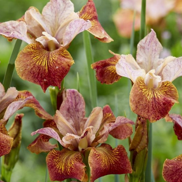 Iris sibirica 'Paprikash'
