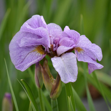 Load image into Gallery viewer, Iris sibirica &#39;Pink Parfait&#39;
