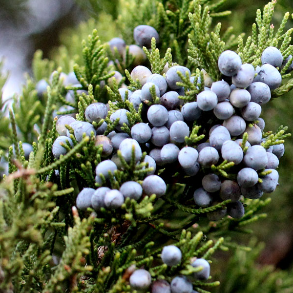 Juniperus virginiana
