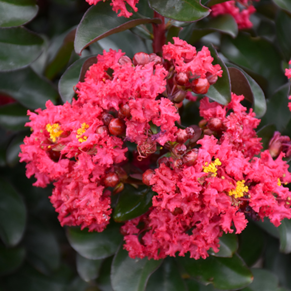 Lagerstroemia 'Cherry Mocha'