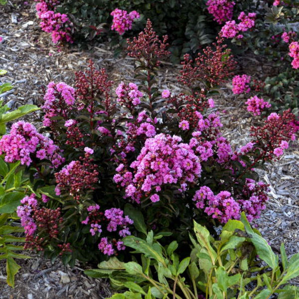 Lagerstroemia 'Dark Roast'
