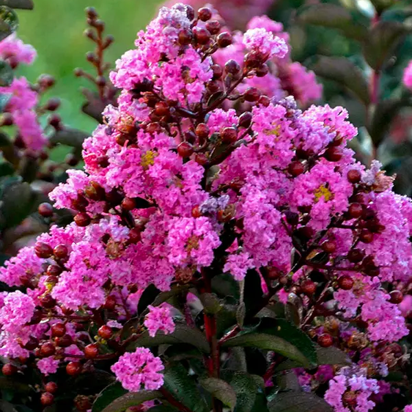 Lagerstroemia 'Dark Roast'