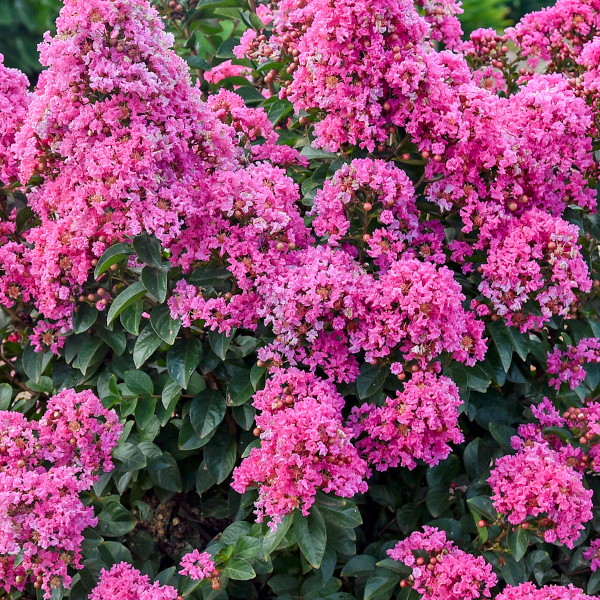 Lagerstroemia indica 'Barista Peppermint Mocha'