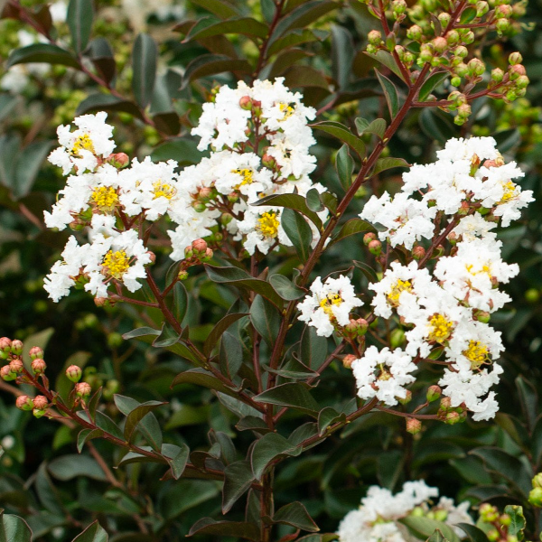 Lagerstroemia indica 'Like a Latte'