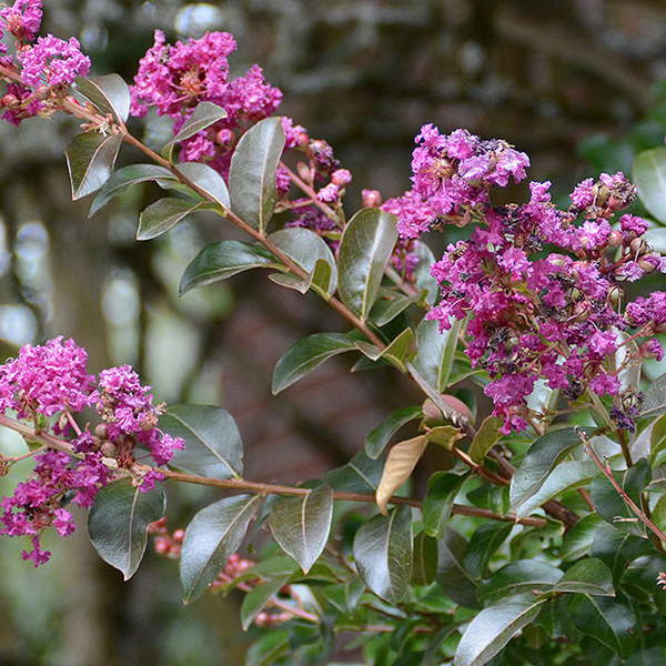 Lagerstroemia indica 'Zuni'