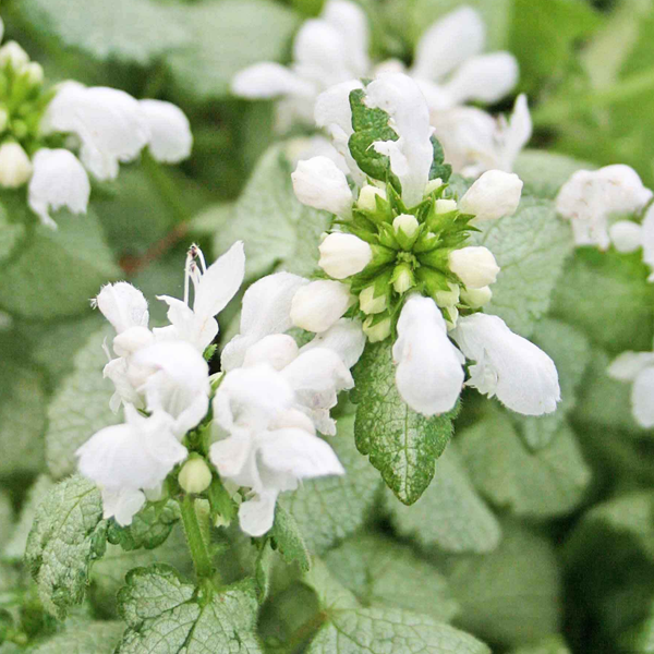 Lamium maculatum 'White Nancy'