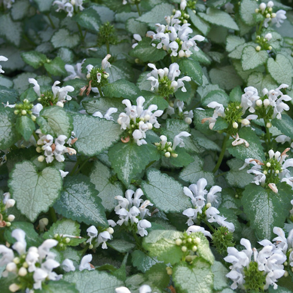 Lamium maculatum 'White Nancy'