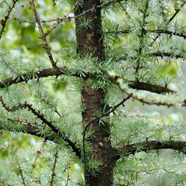 Larix laricina