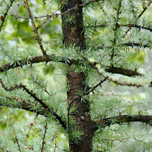 Load image into Gallery viewer, Larix laricina
