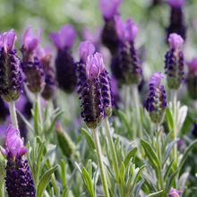 Load image into Gallery viewer, Lavender stoechas &#39;Anouk&#39;

