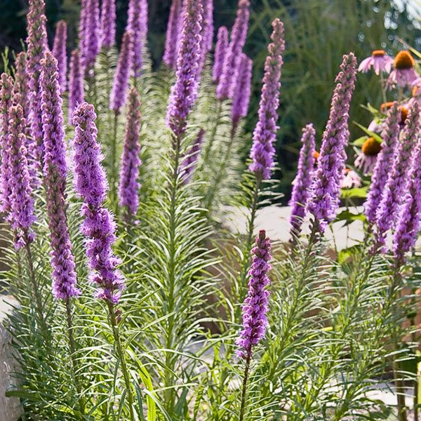Liatris ligulistylis