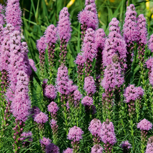 Load image into Gallery viewer, Liatris spicata &#39;Kobold&#39;
