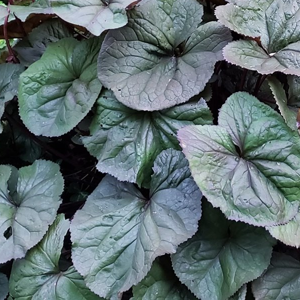 Ligularia 'Midnight Lady'