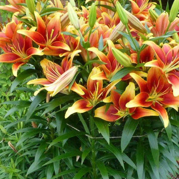 Lilium Oriental 'Kaveri'