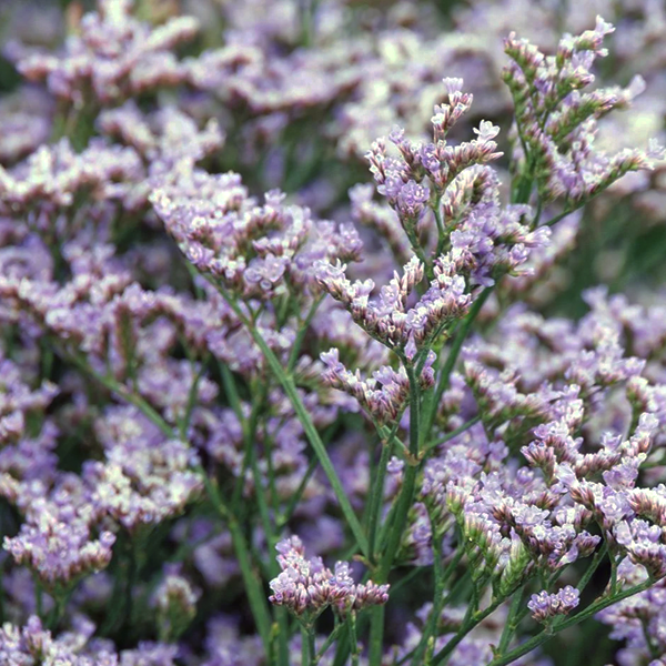 Limonium 'Dazzle Rocks'