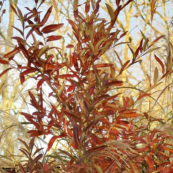 Lindera glauca salicifolia