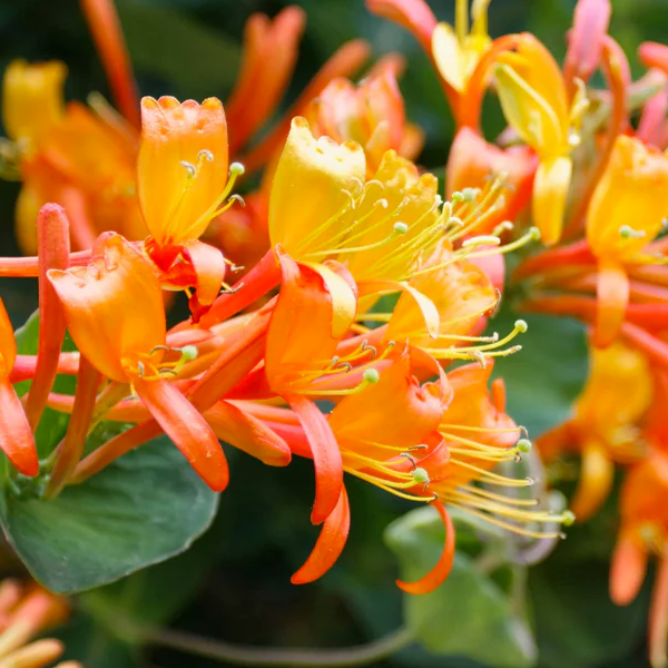 Lonicera 'Mandarin'