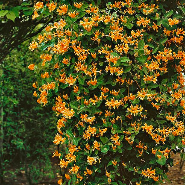 Lonicera 'Mandarin'