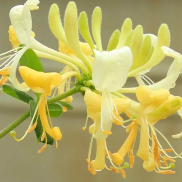 Lonicera periclymenum 'Scentsation'